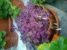 oxalis