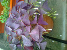 oxalis