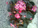 begonii