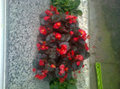 begonii