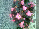 begonii