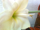 amaryllis