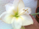 amaryllis