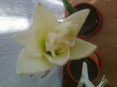 amaryllis