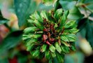 Viridiflora