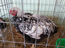 20121110_113403