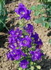 Campanula medium Canterbury Bells Cup and Saucer