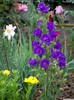 Campanula medium Canterbury Bells Cup and Saucer