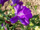 Campanula medium Canterbury Bells Cup and Saucer