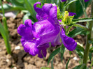 Campanula medium Canterbury Bells Cup and Saucer