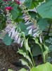 Hosta mediovariegata