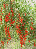 GOJI BERRY 1-30lei