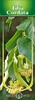 TEI-TILIA CORDATA-50 lei