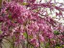 CERCIS SILIQUASTRUM -50 LEI