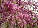 CERCIS SILIQUASTRUM -50 LEI