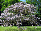 paulownia-ARBORELE PRINTESEI-55 LEI