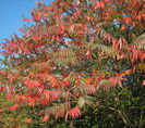 RHUS TYPHINA-OTETARUL ROSU-50 LEI