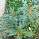 Asclepias in floare...