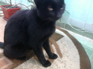 negrila