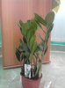 zamioculcas