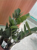 zamioculcas