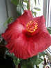 11 nov 2012-flori 001