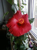 11 nov 2012-flori 004