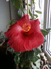 11 nov 2012-flori 007