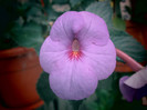 achimenes