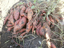 Sweet Potatoes