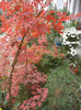 Acer palmatum Bloodgood (2012, Nov.10)
