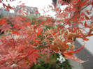 Acer palmatum Bloodgood (2012, Nov.10)
