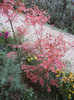 Acer palmatum Bloodgood (2012, Nov.10)