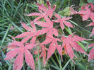 Acer palmatum Bloodgood (2012, Nov.10)