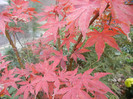 Acer palmatum Bloodgood (2012, Nov.10)