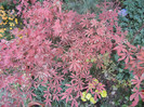 Acer palmatum Bloodgood (2012, Nov.10)