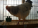 DSC05794