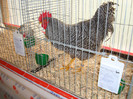DSC05796