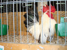 DSC05807