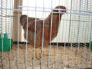 DSC05818