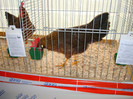 DSC05836