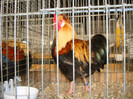 DSC05863