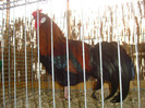 DSC05866