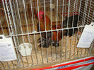 DSC05878