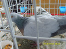 S8304268