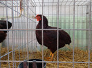 DSC00162