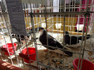DSC00179