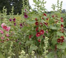 Alcea rosea