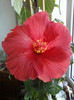 13 nov 2012-flori 008