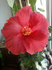 13 nov 2012-flori 017